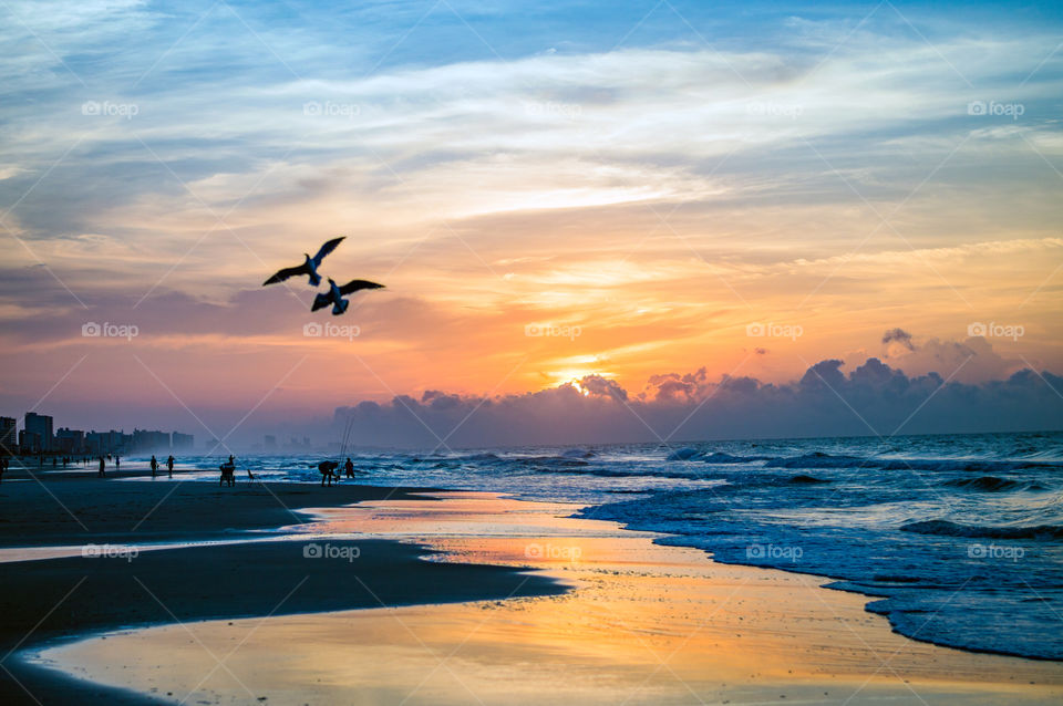 Seagulls silhouetted against the sunrise in North Myrtle Beach, South Carolina