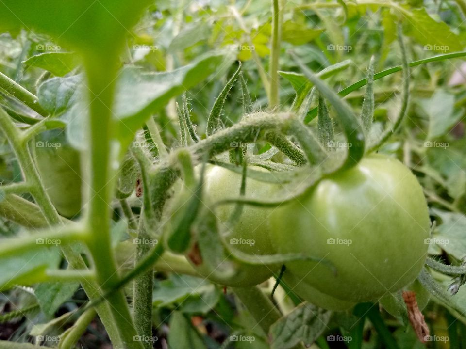 unrape tomatoes on the farm, unedited picture to show how nature can be appreciated without graphical design or background to add more beauty to the original photo.