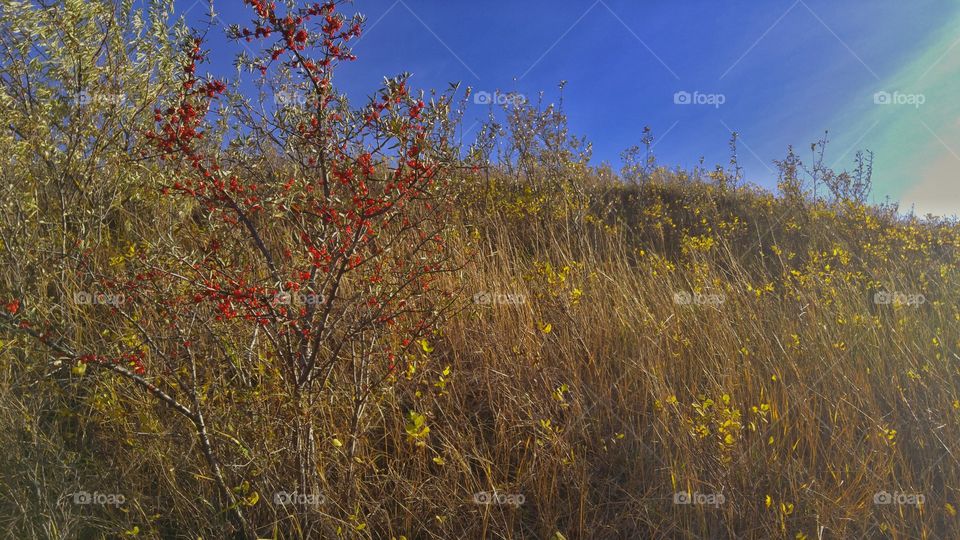 berry bush