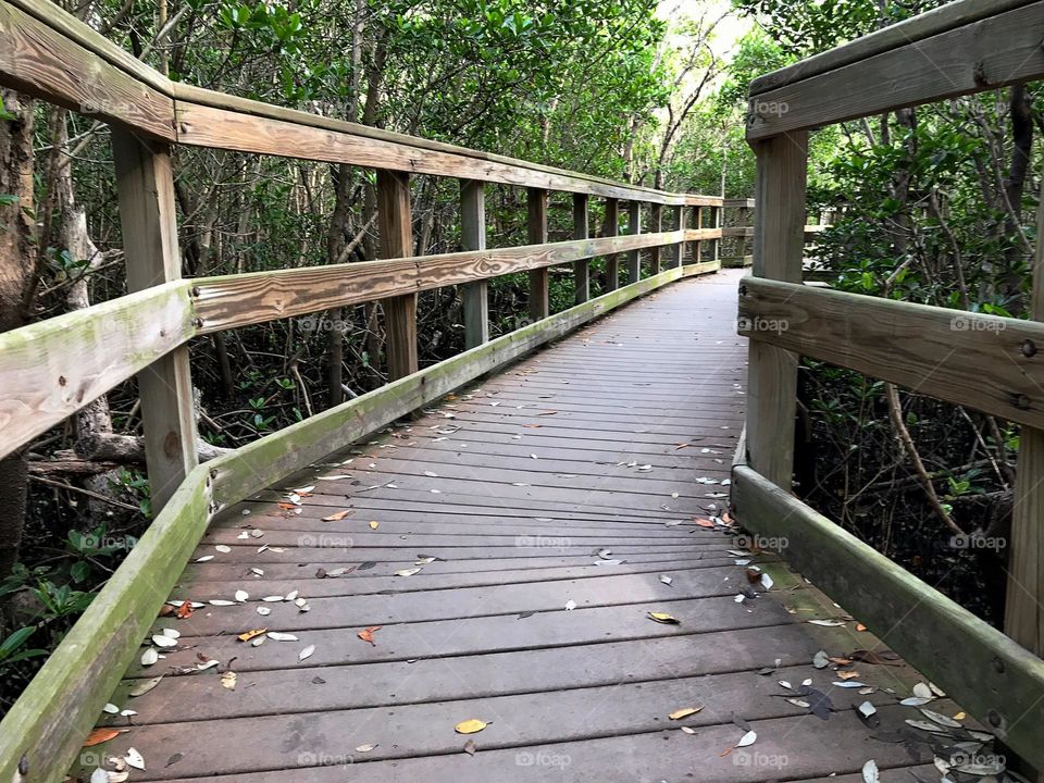 Boardwalk through the woods.