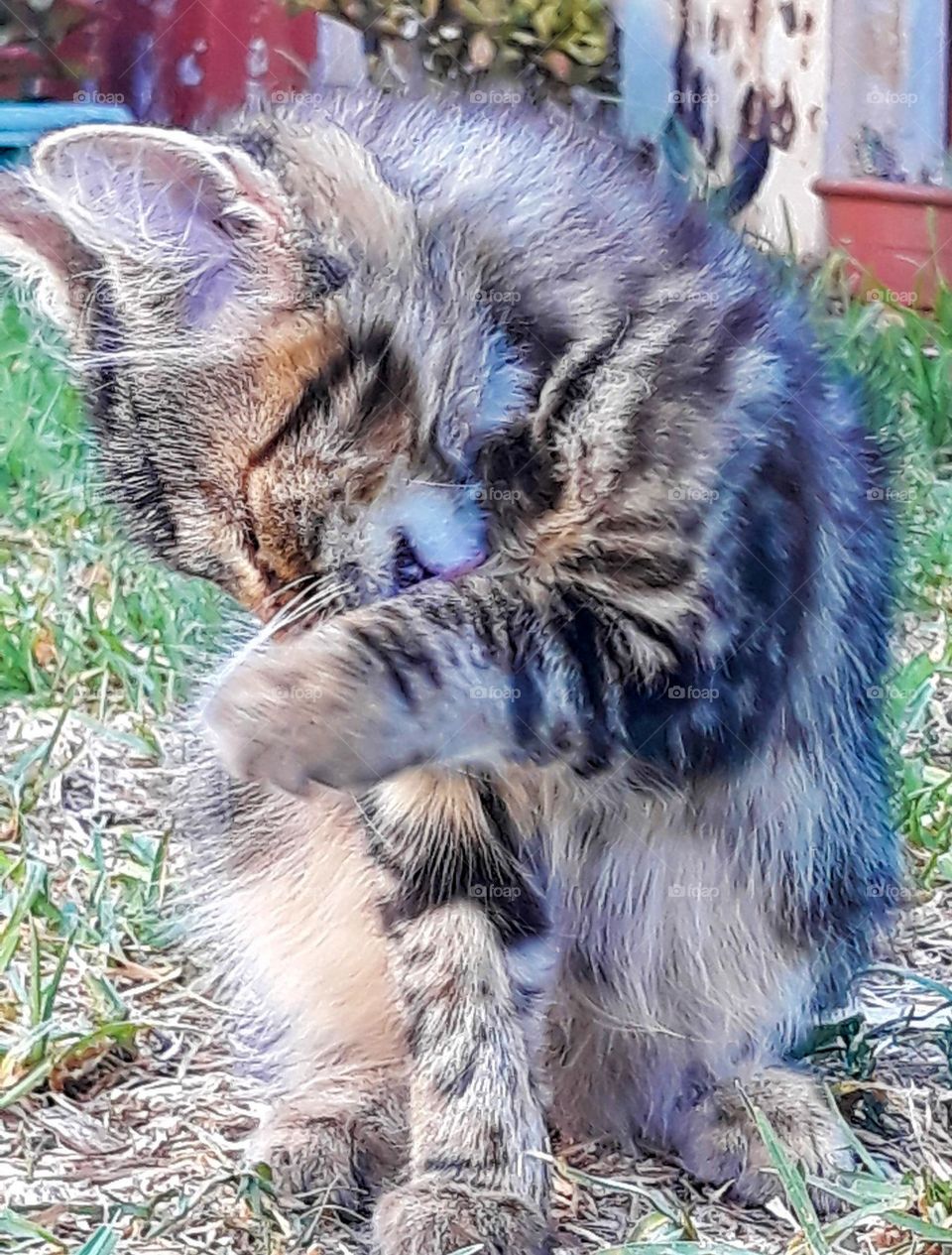 Tabby cat sitting outside cleaning herself photograph taken in Tooraweenah NSW Australia