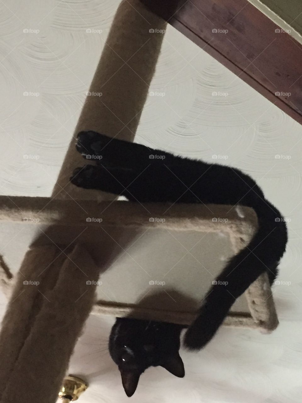 Upside down Kitty