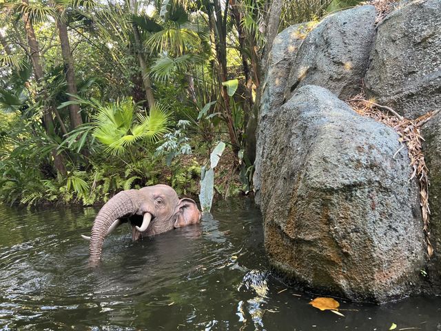 Elephant 
