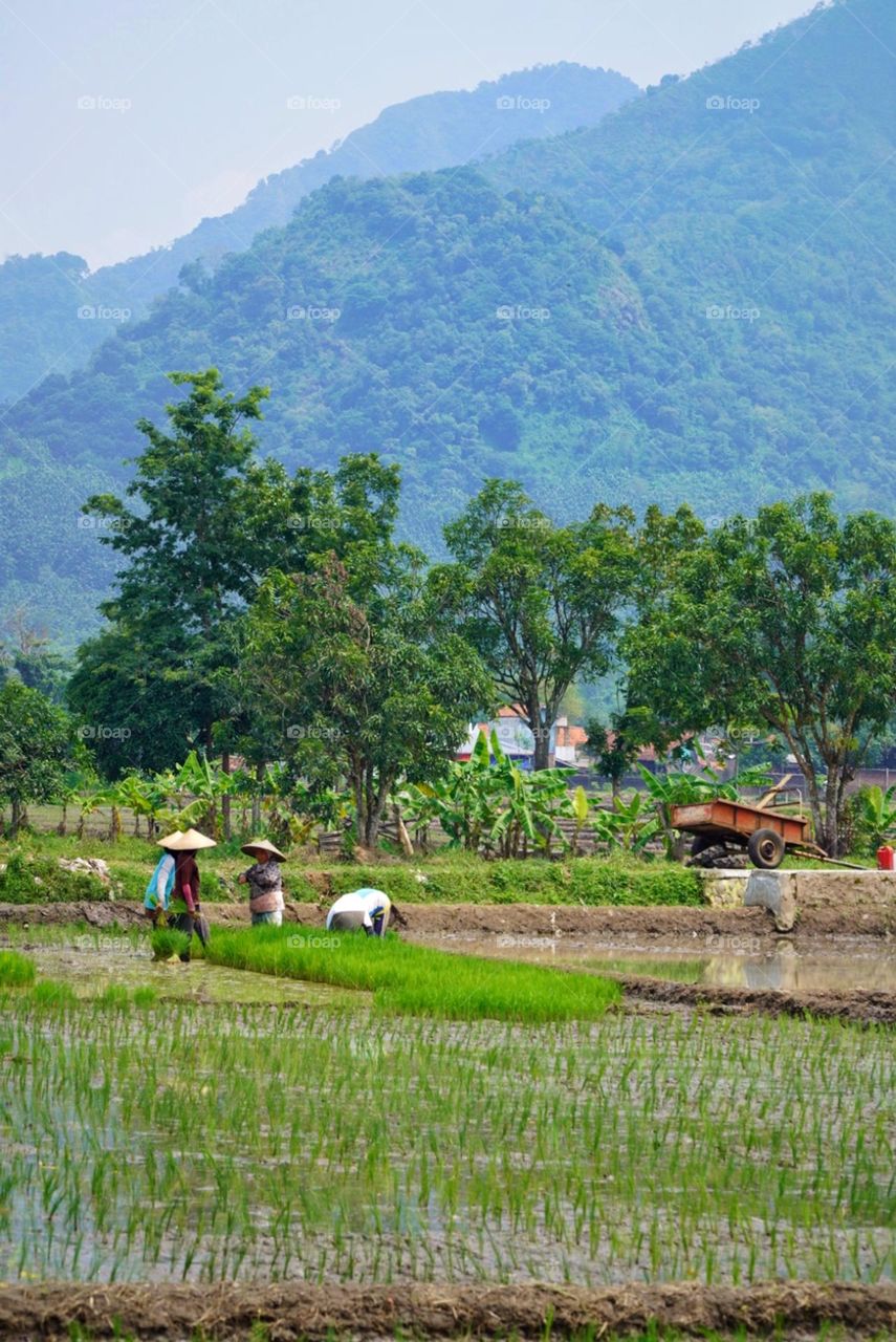 The farmers were planting paddys in the fields one morning