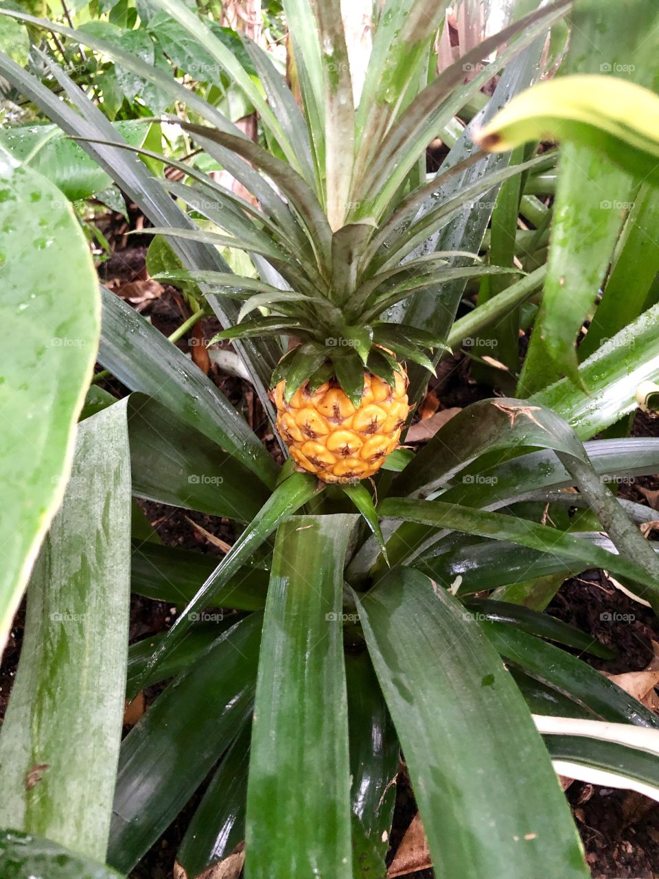 Baby Pineapple … awwww!