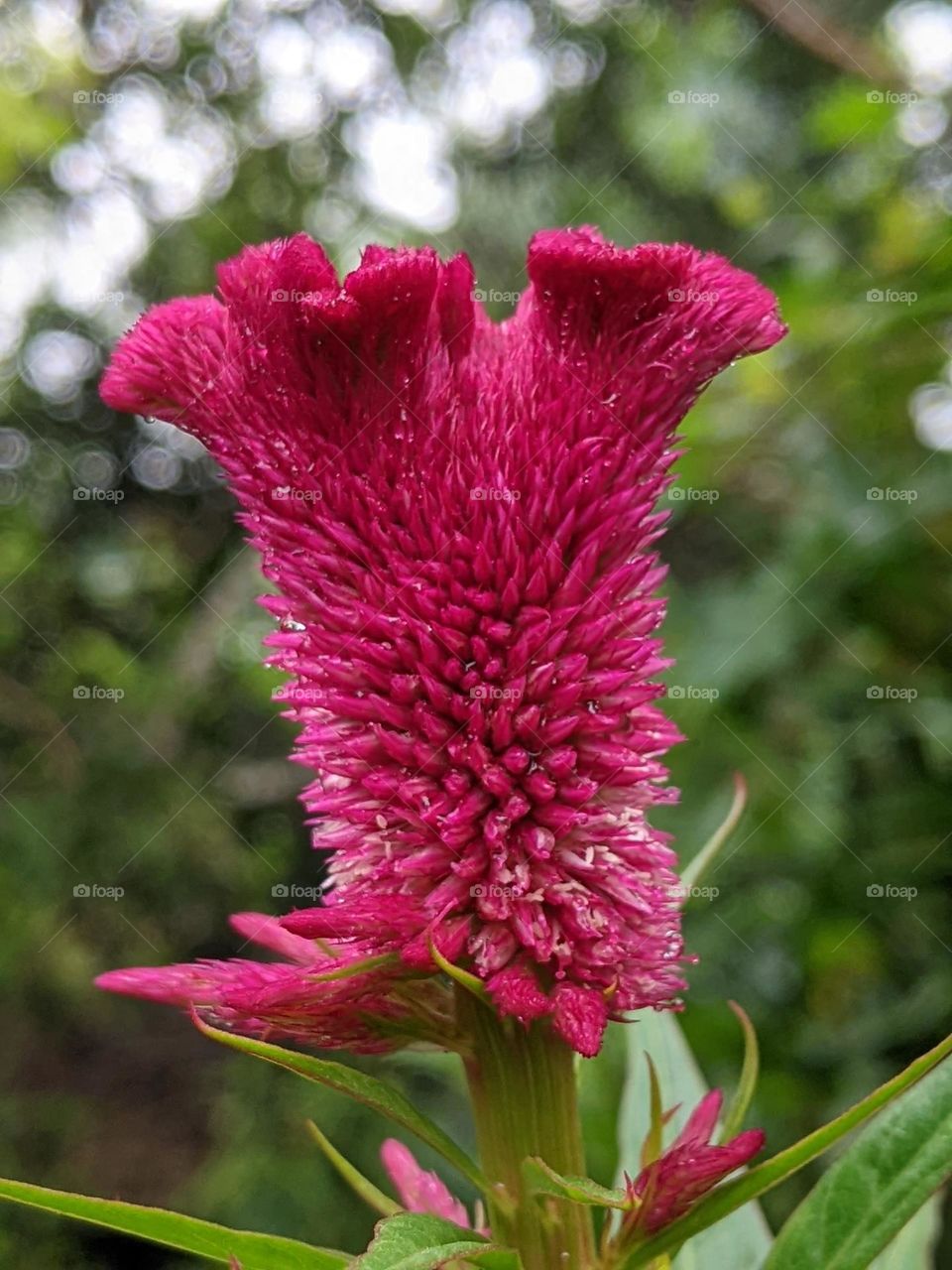 cock's comb flower (celosia cristata)