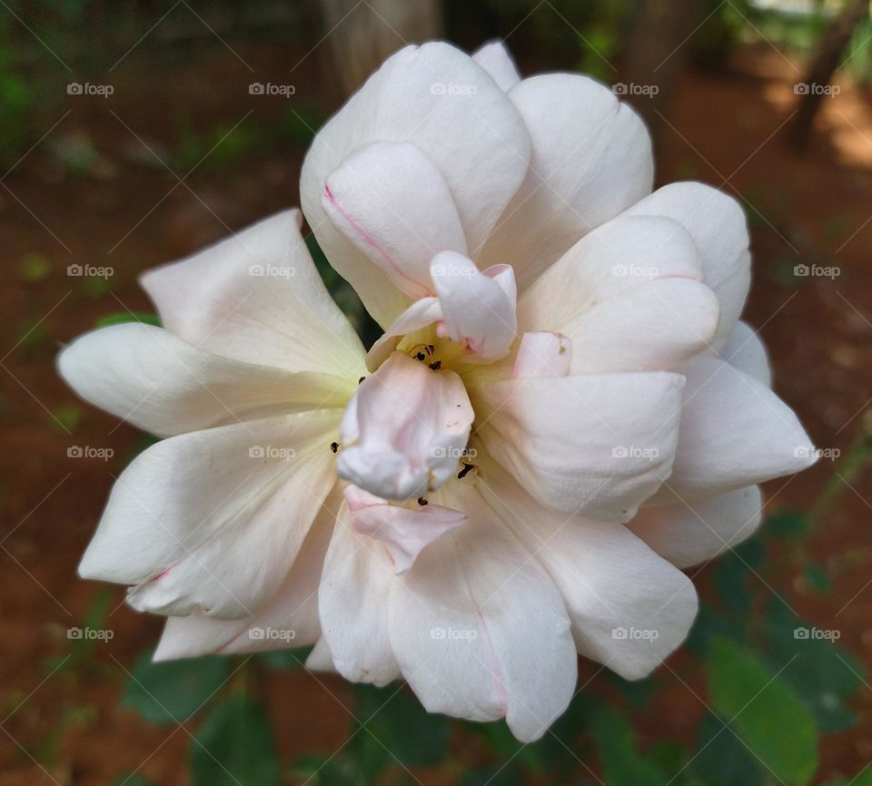 flower in a garden