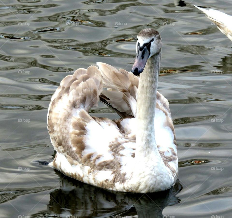 swan