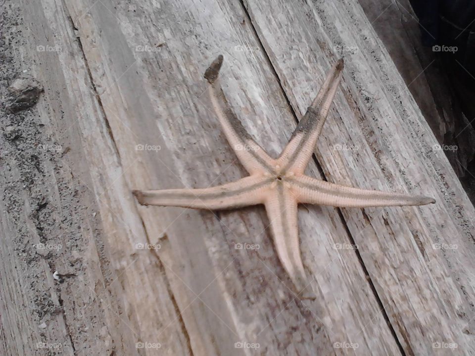 Starfish