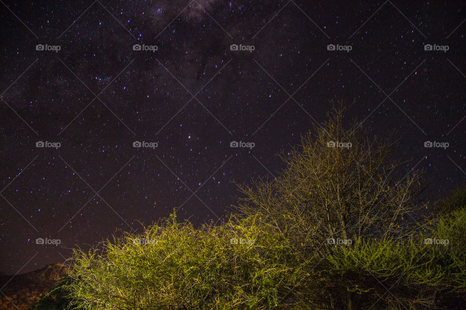 Night sky with some trees in the foreground
