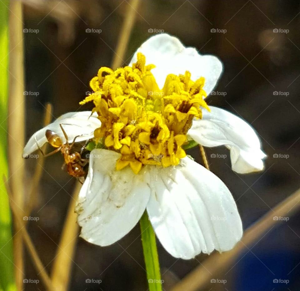 Nature, Flower, Bee, Insect, Pollen