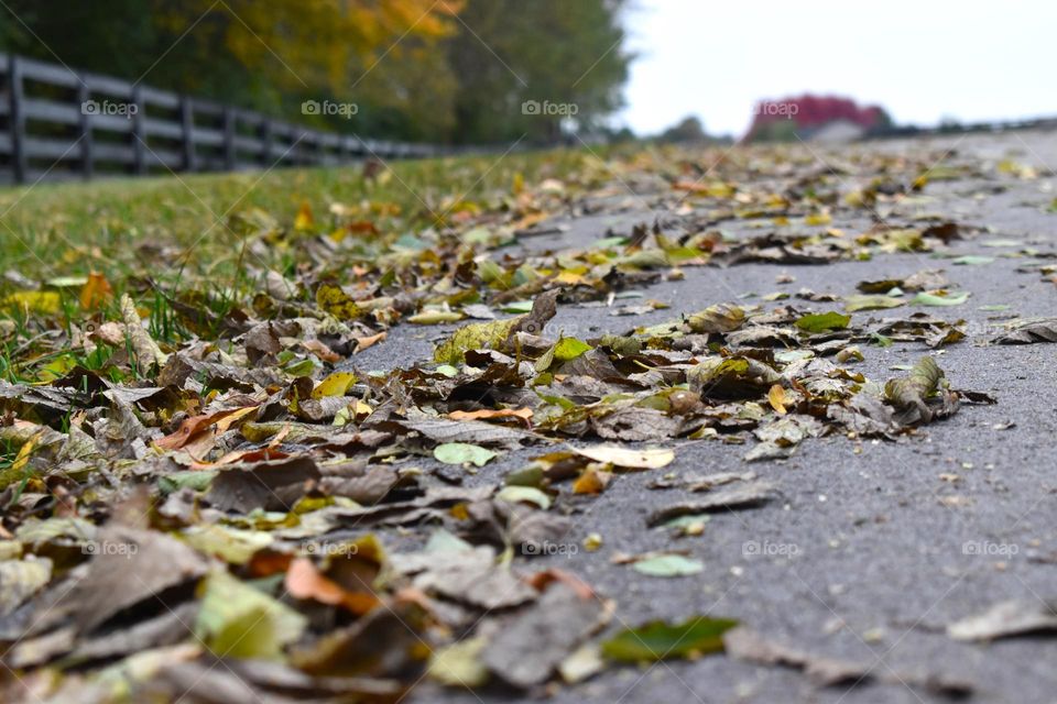 Fall leaves scattered over the road and grass