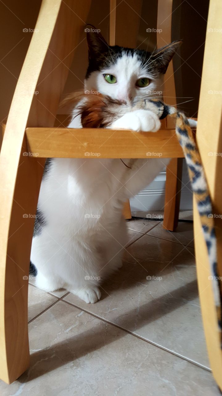 Close-up of cat playing with toy