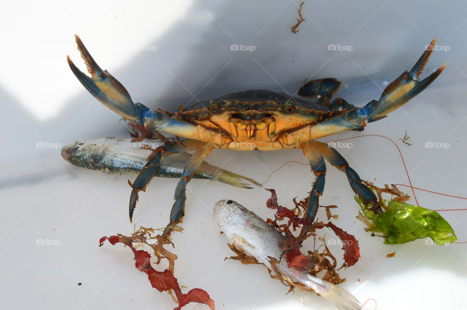 Hey! Get out of here human! Otherwise, I'm gonna get you hahahah