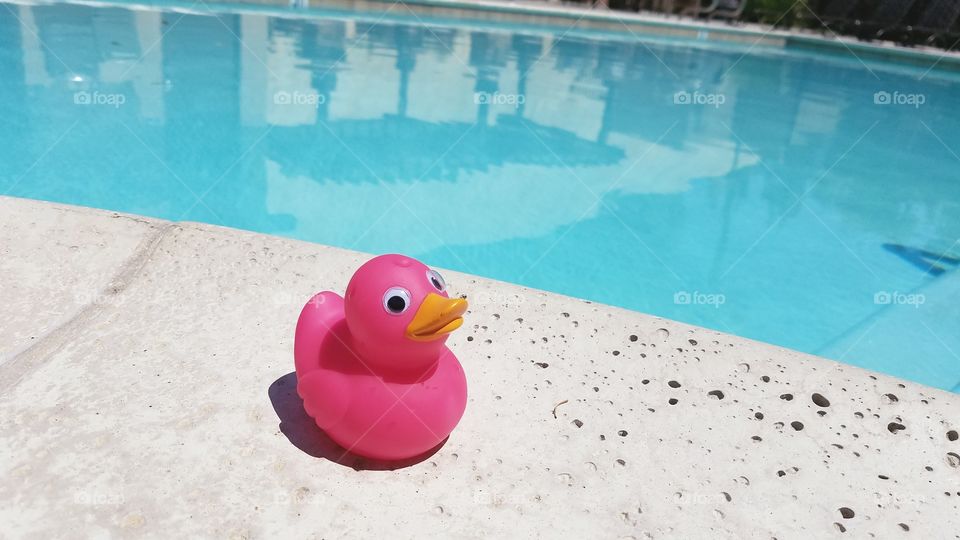 Pink duck at the pool