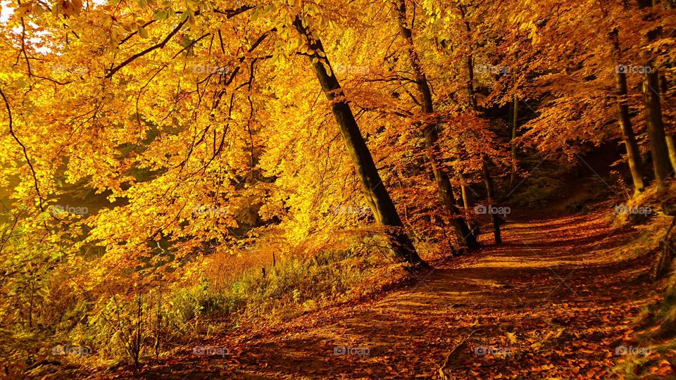 View of forest footpath