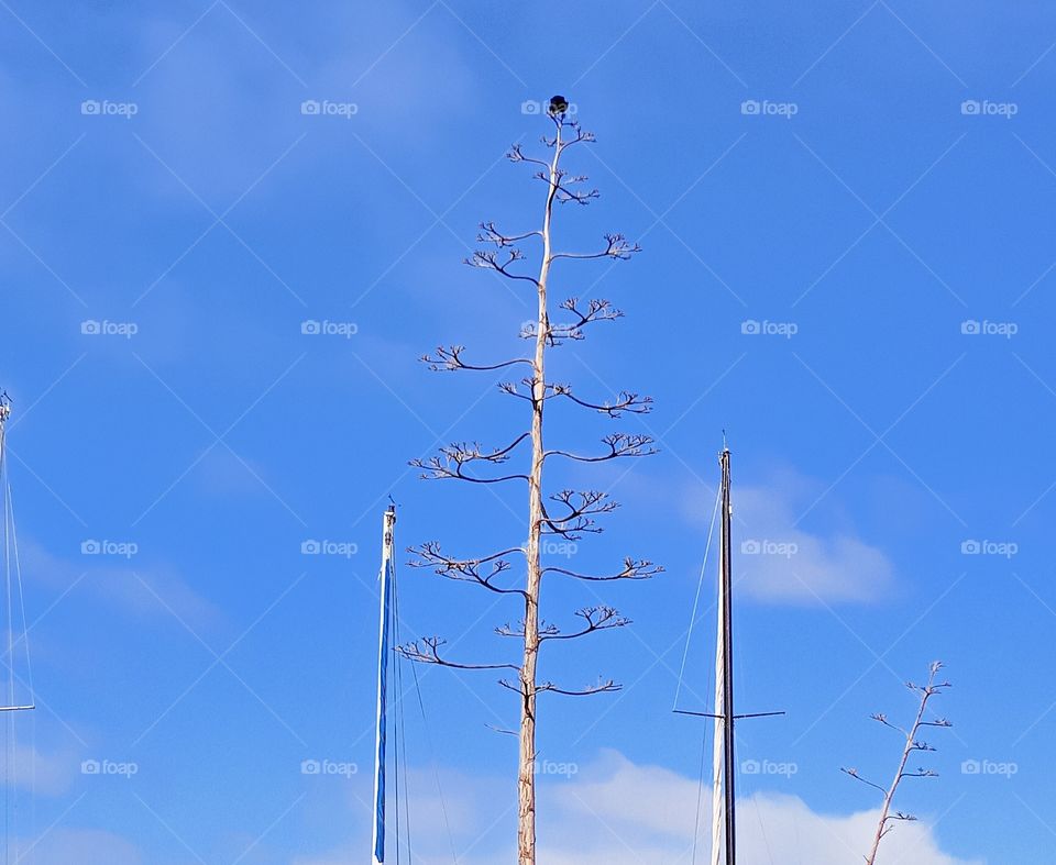blue skies with puffy white clouds, as a bird sits at the top of a tree