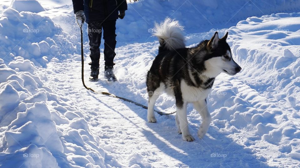 Low section of person and husky dog in winter