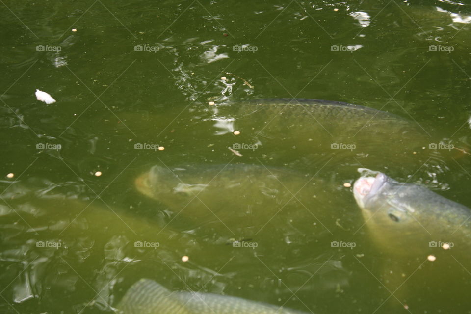 Fish taking a breath of air on water’s surface