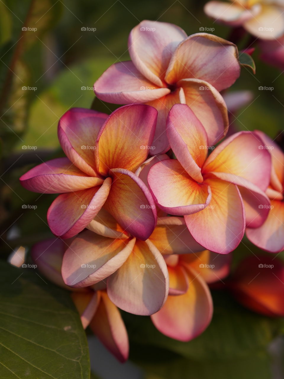Frangipani