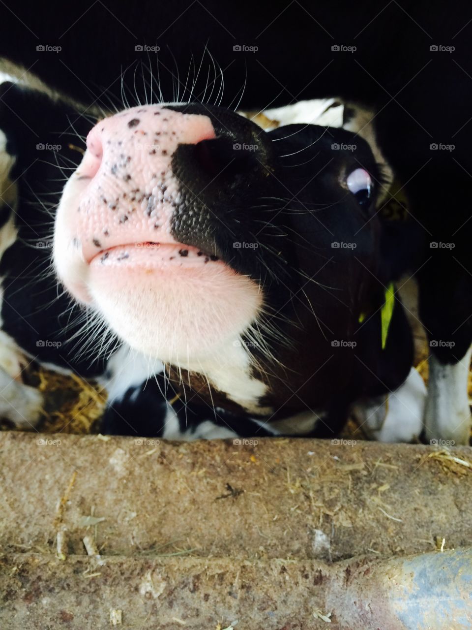Silly faces with the calf