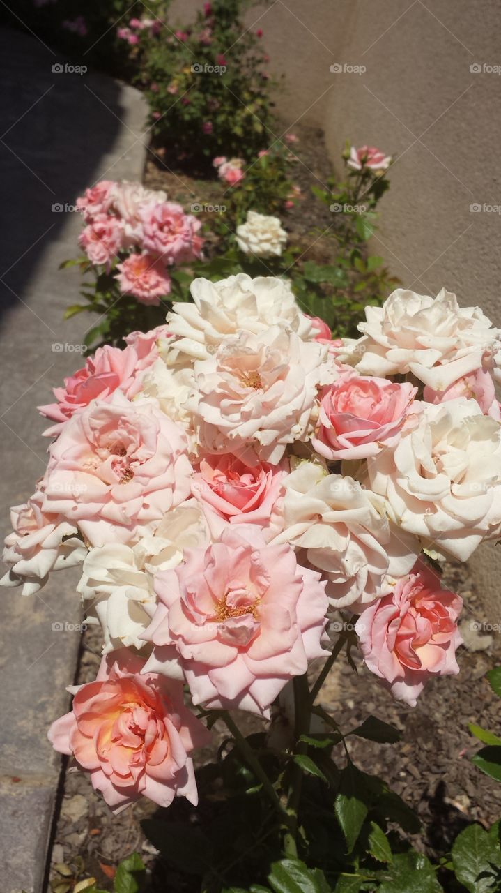 white and pink roses