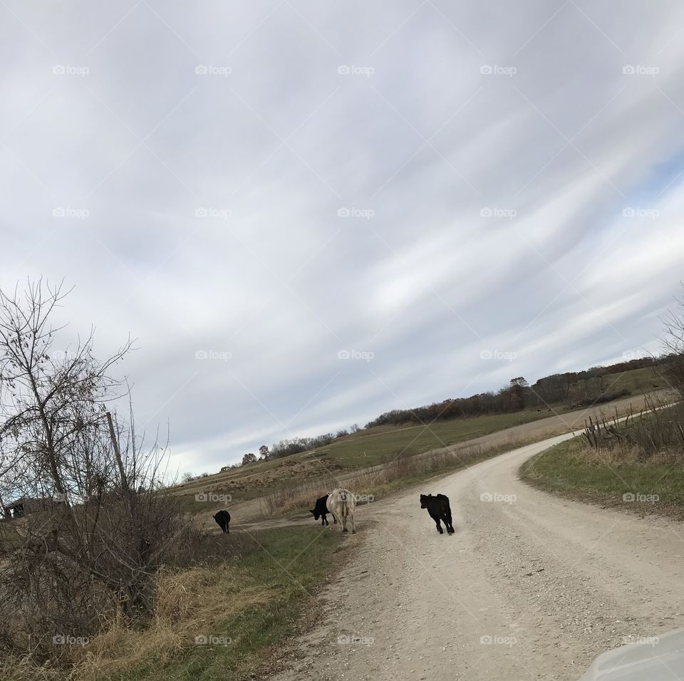 Country cows 