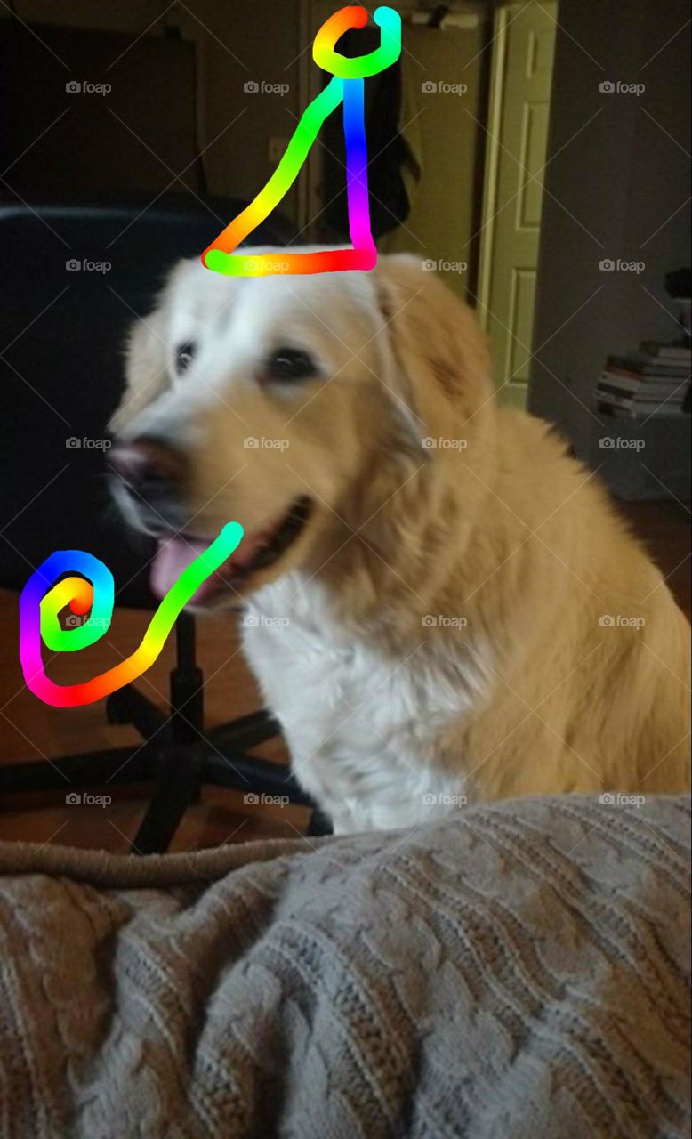 party dog rainbow fever