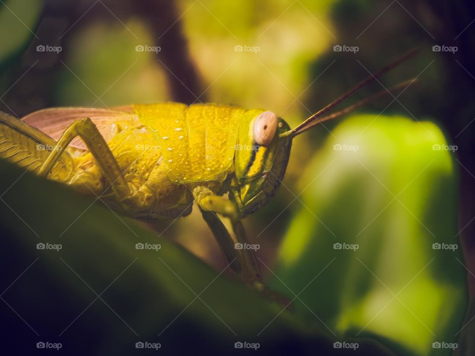 A curious grasshopper trying to see what if it let itself be captured in photos ...