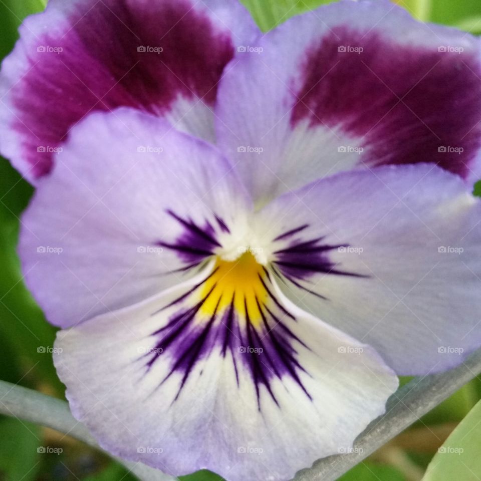 my painted  Pansies. my pansies 2015