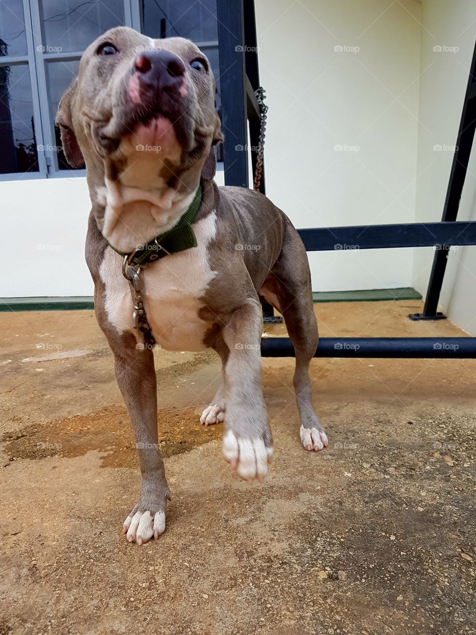 The cutest pets in the world