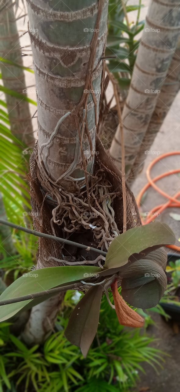 agarre a felicidades como está planta agarra com suas raízes