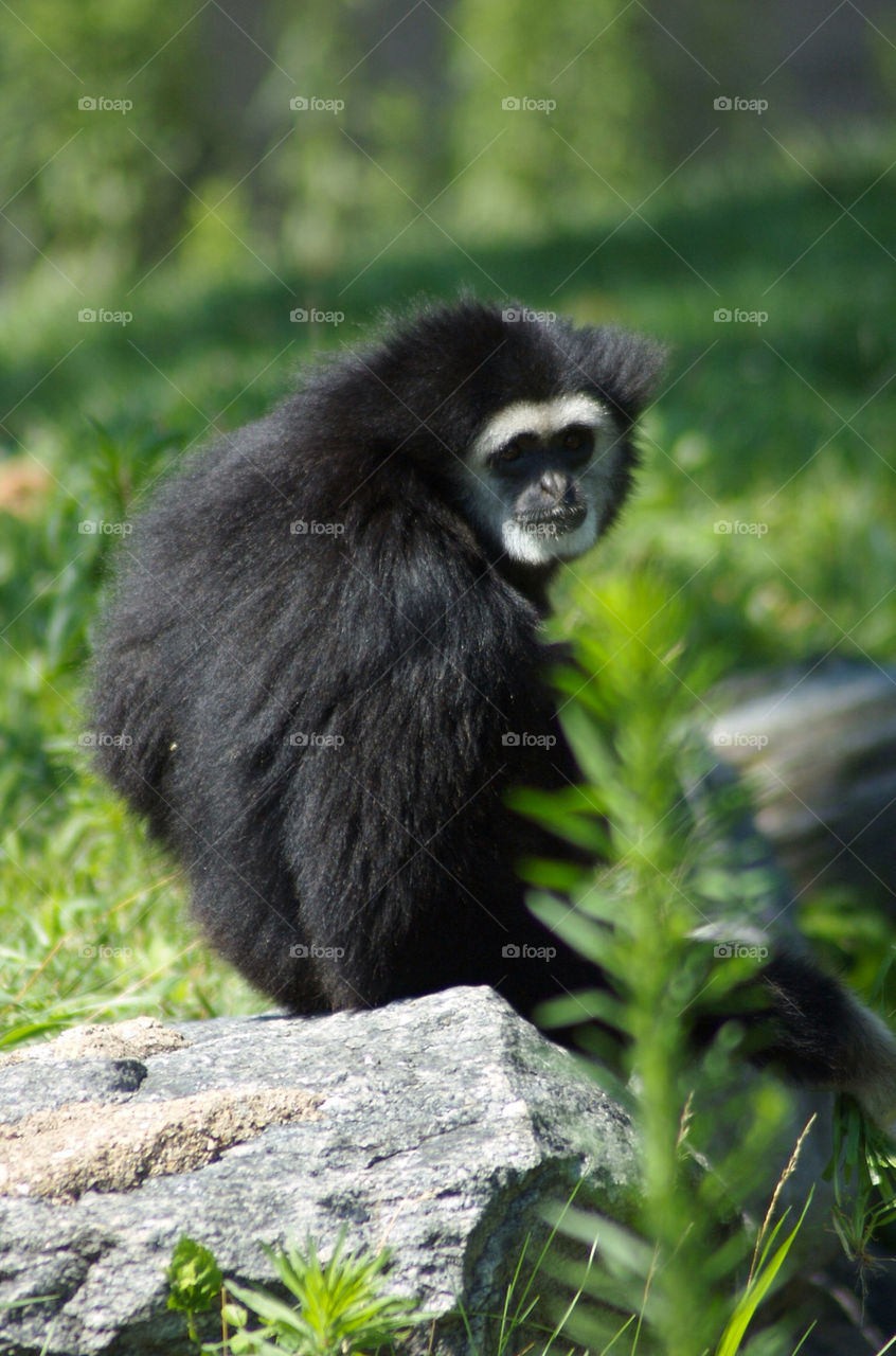 monkey by photoplyr