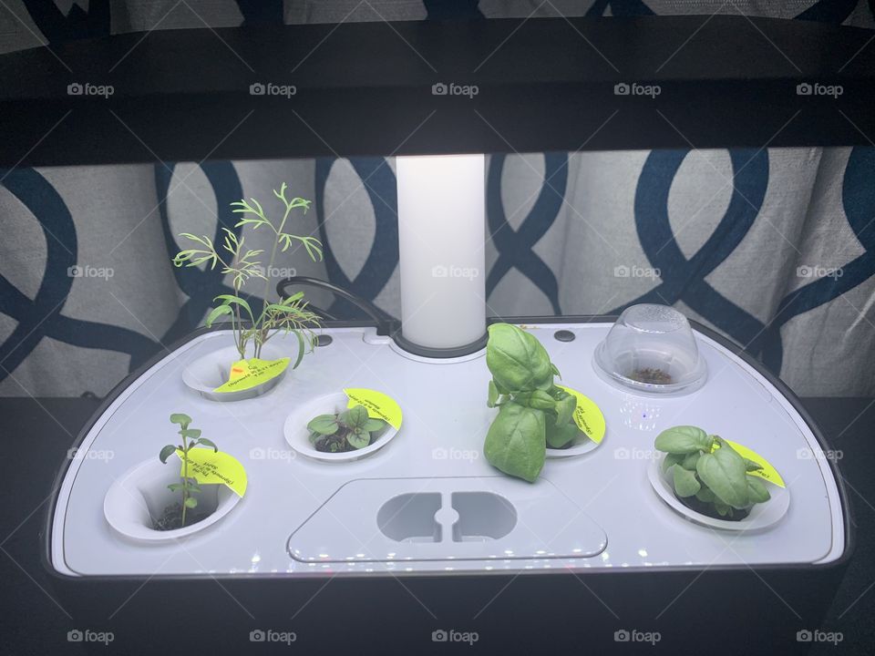 Indoor herb garden 