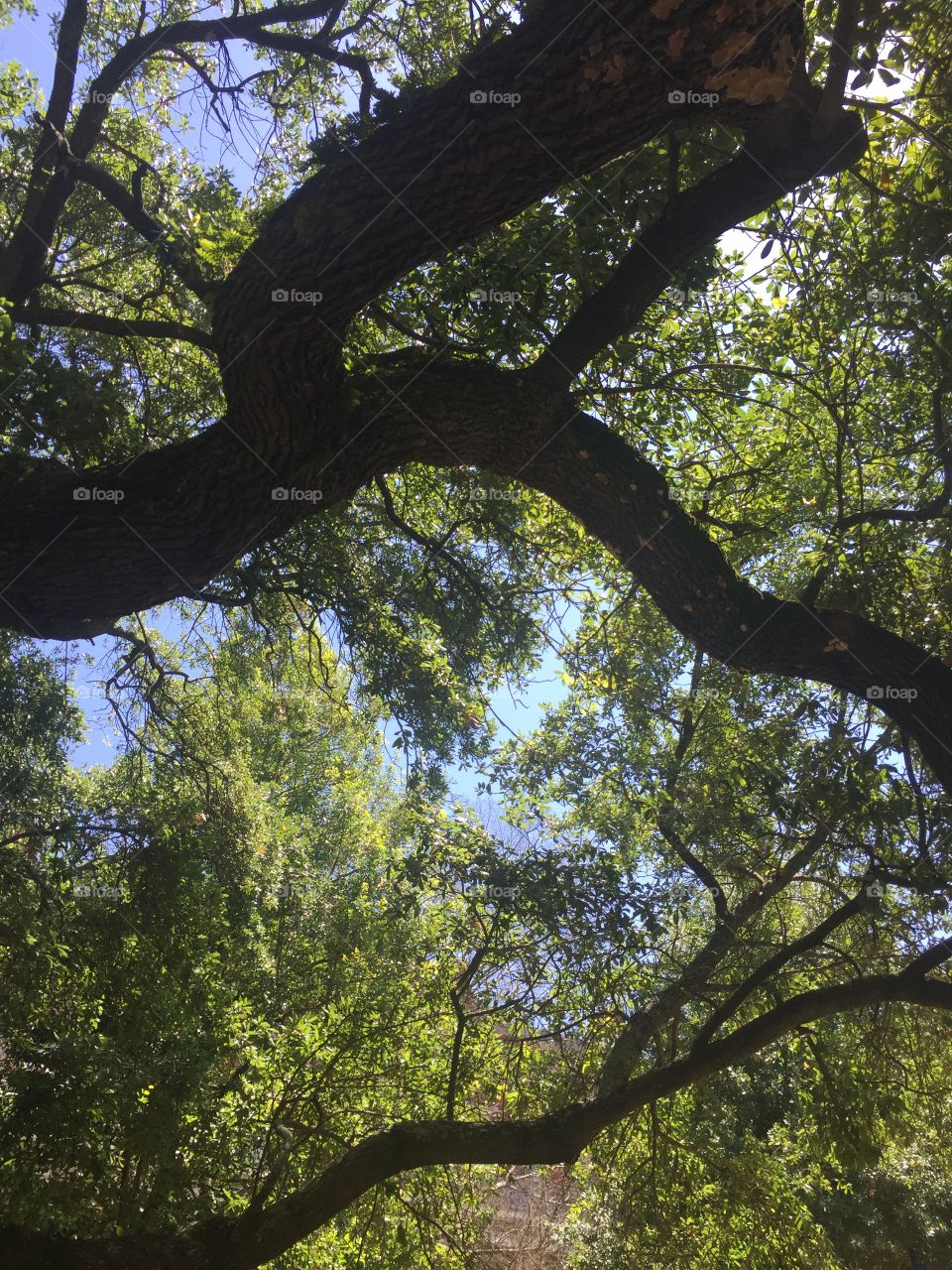 Trees in New Orleans, green lush summer 