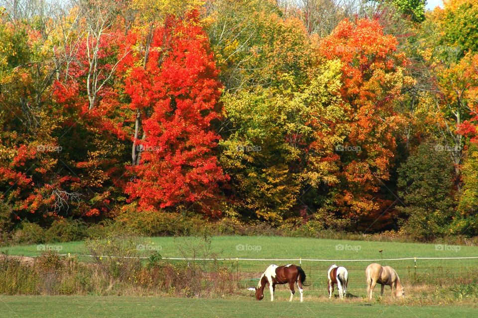 Horses Grazing in Autumn