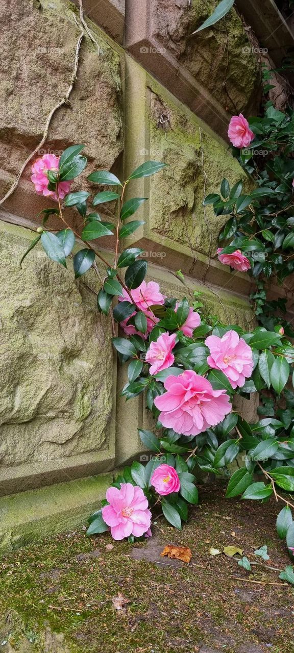camellia plant crawling up a stone wall. vibrant in the shade