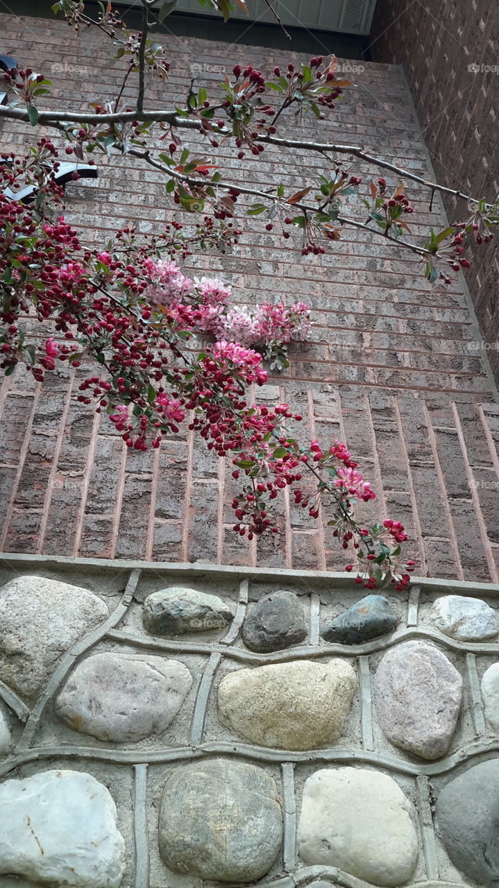 blossoms. Lots of texture