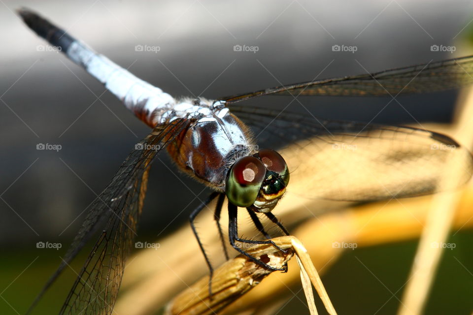 Dragonfly. It's posing for me to shoot it... professional natural model....