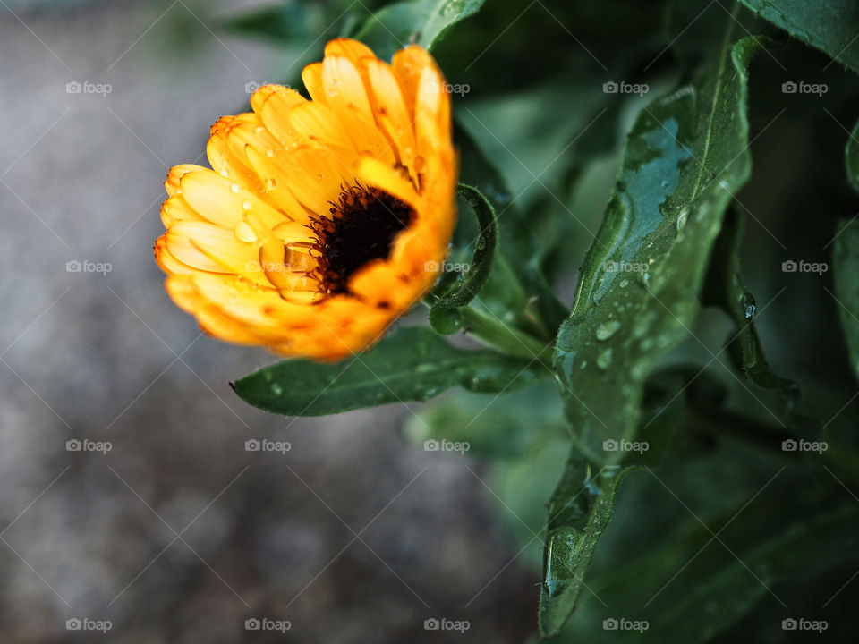 Orange flowers after rain