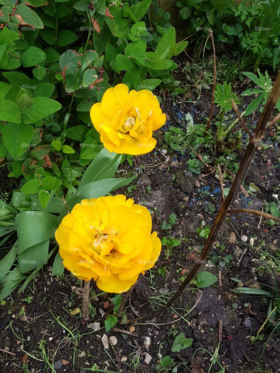 flowers in my garden