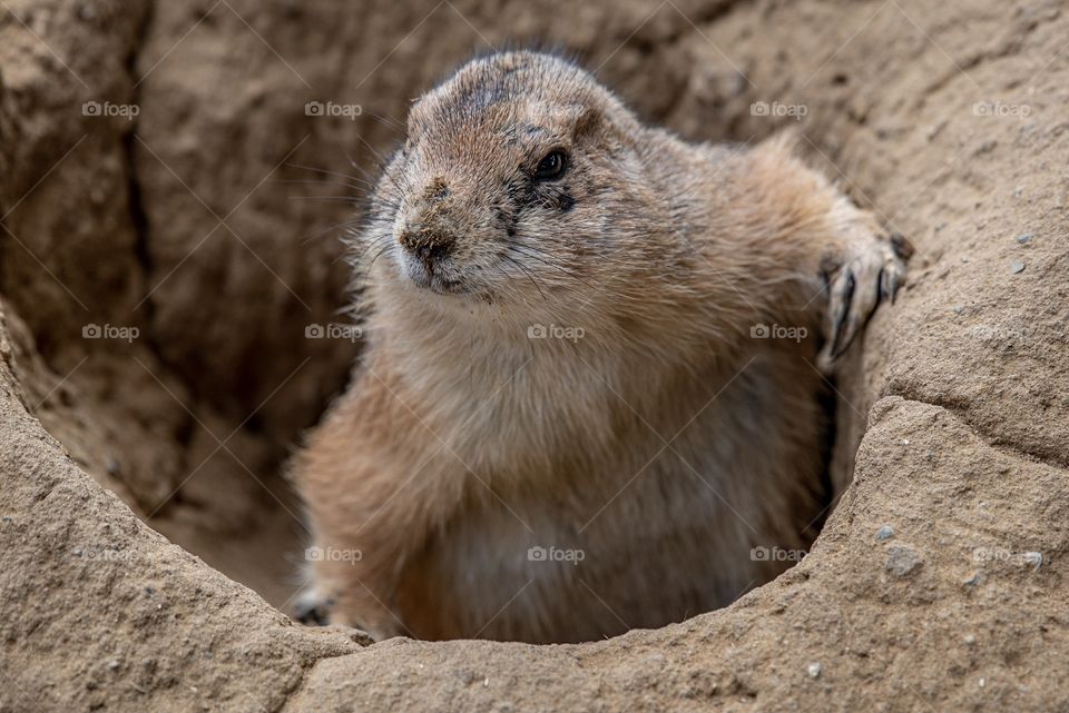 Prairie dog coming out of his hole