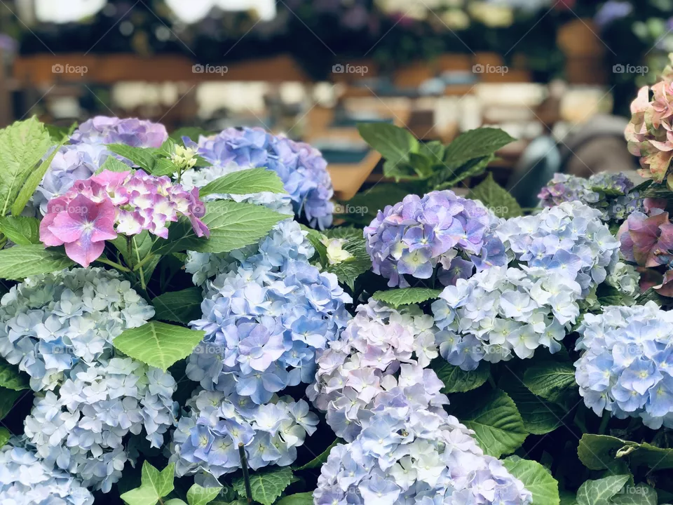 Hortênsias 
