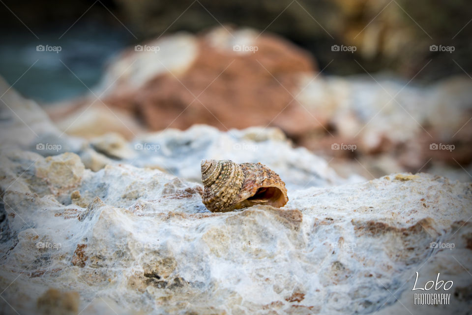 Conch shell on rock