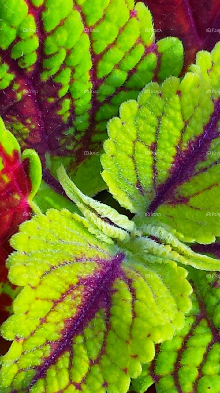"Velvet Green & Purple Plant". Garden Plants