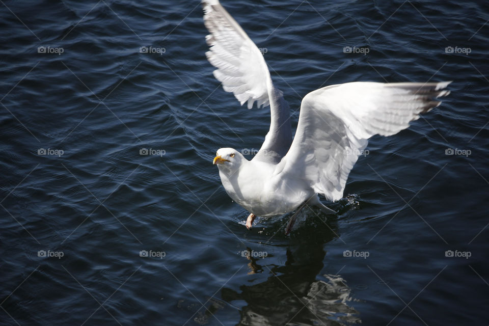 Seagull starts flying from the water, flapping wings .
Fiskmås lyfter från vattnet 