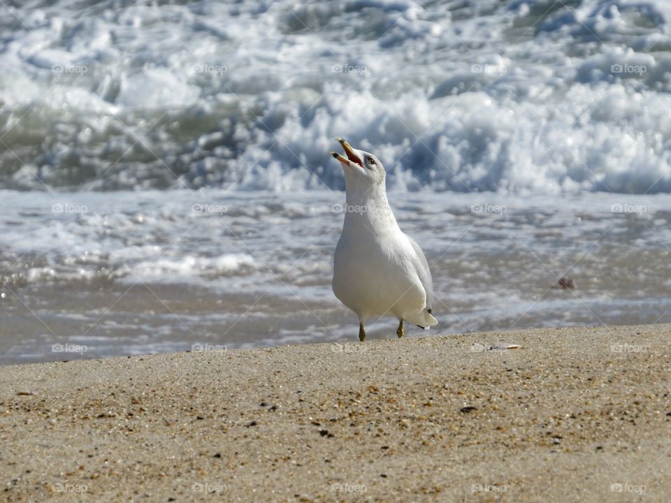 Seagull at the shoreline of a beach.