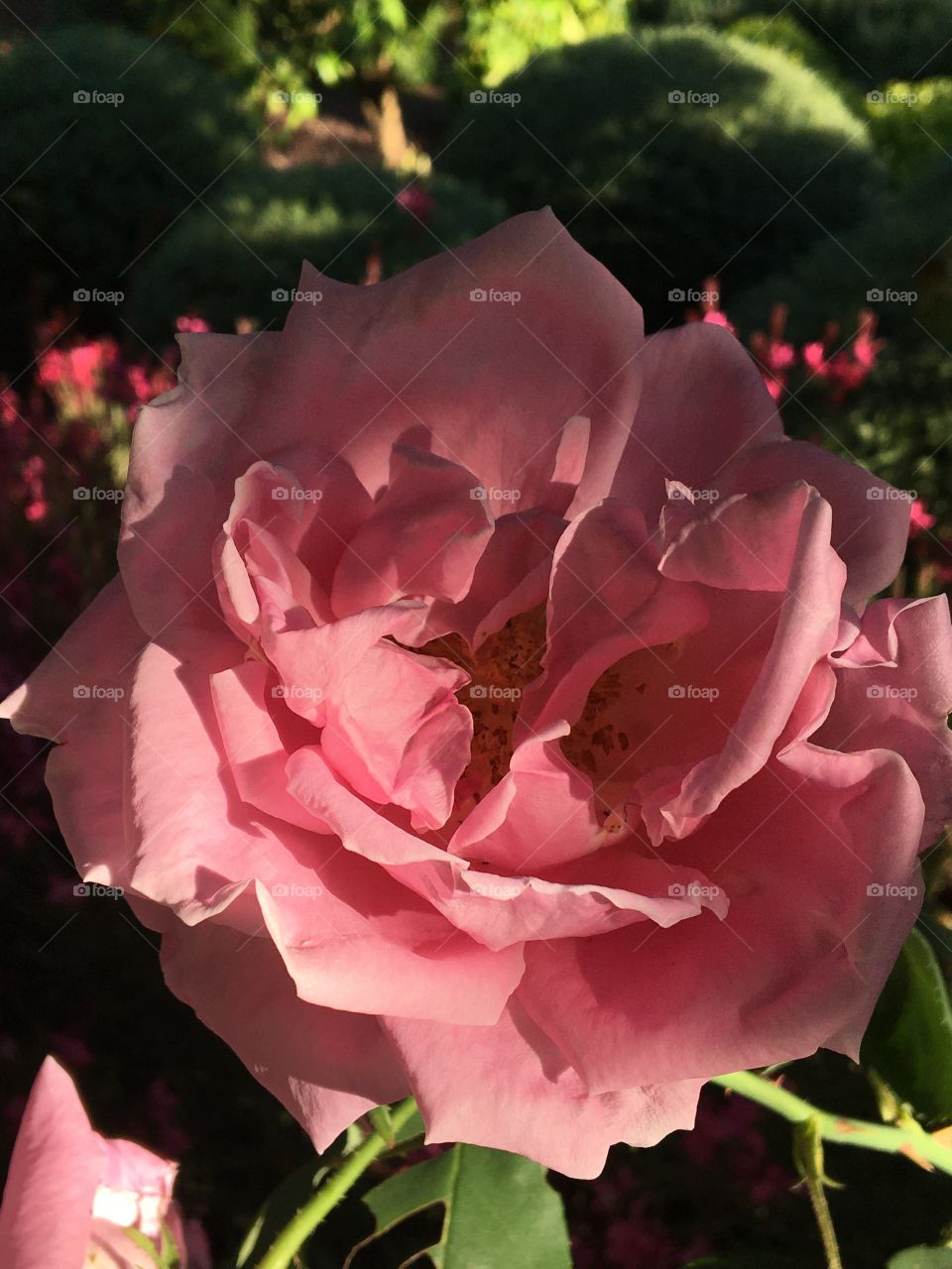 Blooming Rosa between light and shadow 