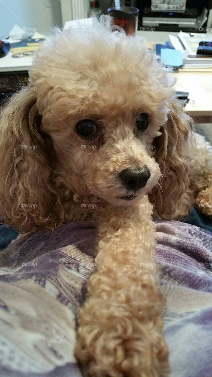 Do I have to? (apricot poodle)