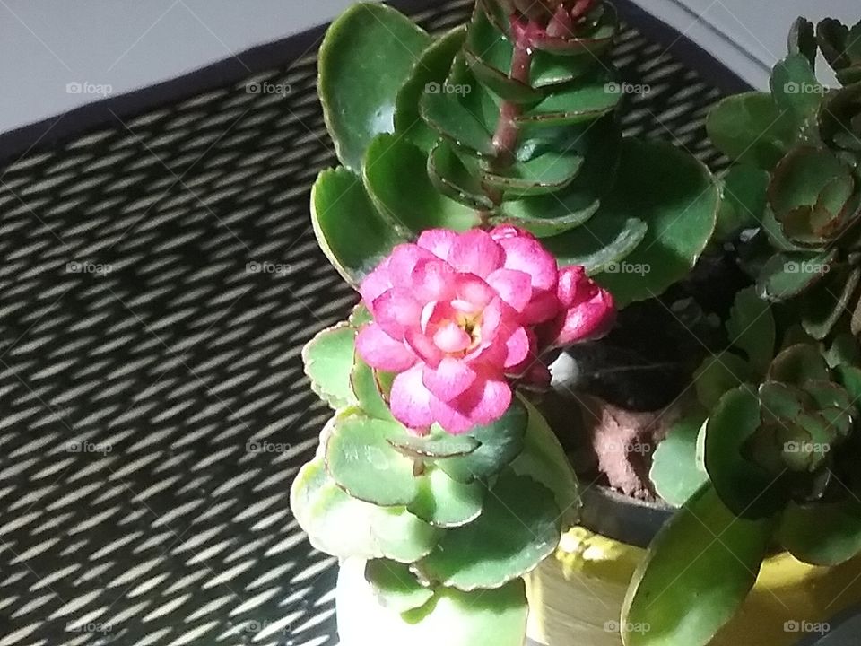 She is beautiful even she is in my reading room, a lovely succulent flower.
